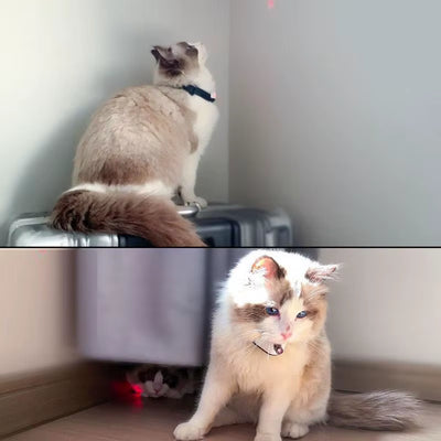 Wearable Cat Toys with LED Lights Pet Smart Cat Laser Collar Cat Toys Electric Smart Amusing Collar for Kitten Interactive Cat
